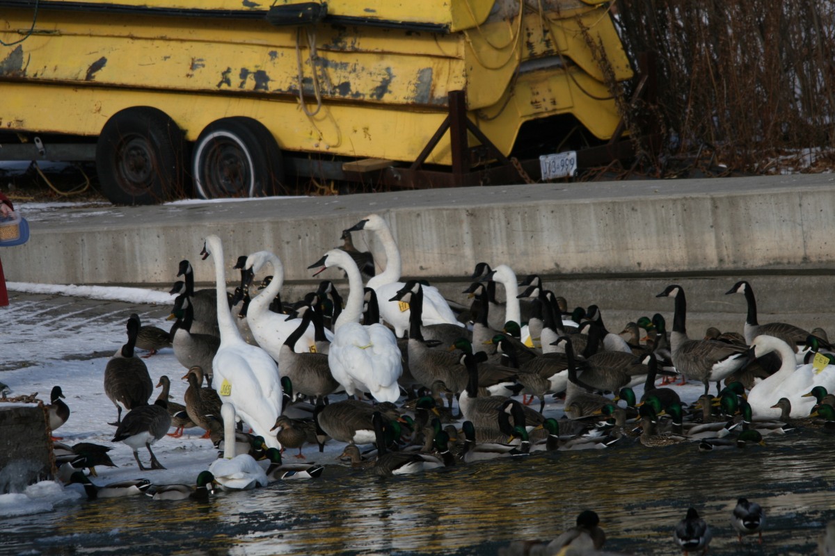 Waterfowl being fed at Lasalle Marina in Burlington, ON in the winter