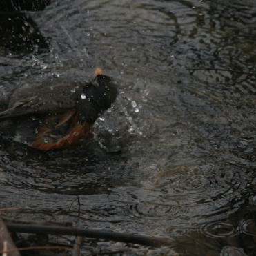American Robin bathing at Colonel Sam Smith Park in Toronto, ON