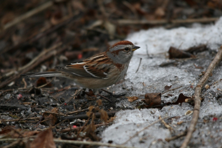 American Tree Sparrow at Humber Bay Park East in Toronto, ON