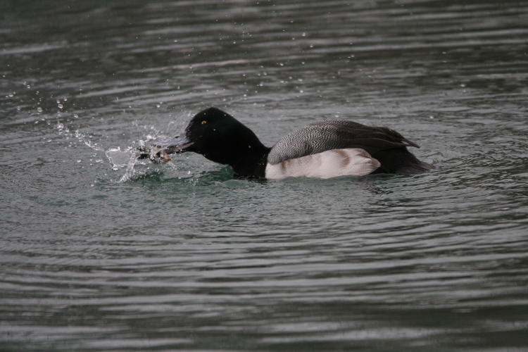 Greater Scaup catches a crayfish at Humber Bay Park East in Toronto, ON