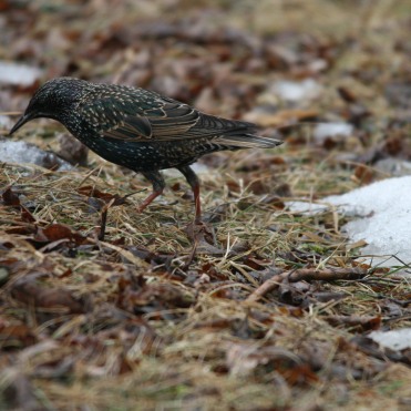 European Starling foraging at Humber Bay Park East in Toronto, ON