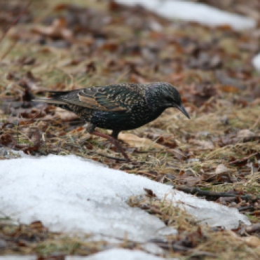 European Starling at Humber Bay Park East in Toronto, ON