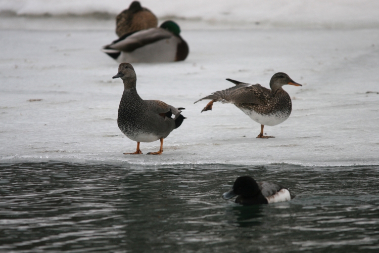 Gadwall couple at Humber Bay Park East in Toronto, ON