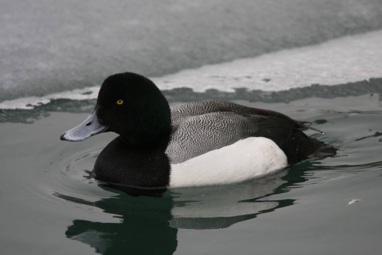 Male Greater Scaup at Humber Bay Park East in Toronto, ON