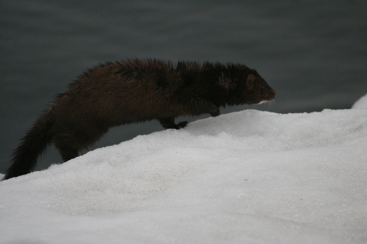 American Mink on ice at Colonel sam Smith Park in Toronto, ON