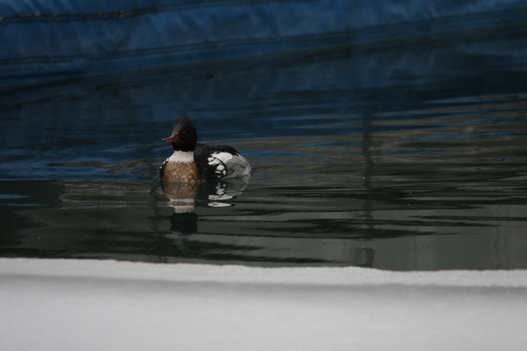 Red-breasted Merganser pre-dive at Humber Bay Park East in Toronto, ON