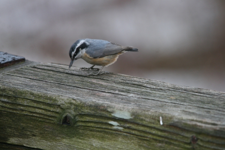 Red-breasted Nuthatch at Humber Bay Park East in Toronto, ON