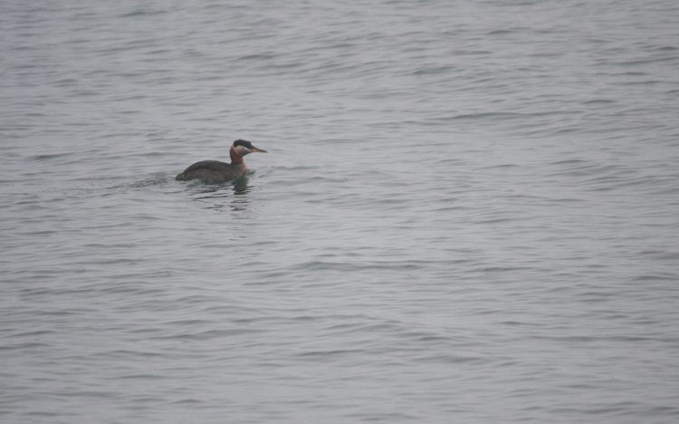 Red-necked Grebe in March at Colonel Sam Smith Park in Toronto, ON