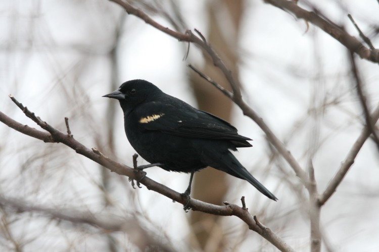 Red-Winged Blackbird at Humber Bay Park East in Toronto, ON