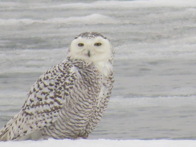 Snowy Owl at Colonel Sam Smith Park in Toronto, ON