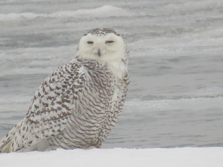 Snowy Owl on ice at Colonel Sam Smith Park in Toronto, ON