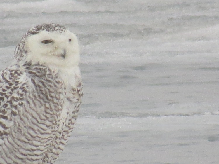Snowy Owl resting on ice at Colonel Sam Smith Park in Toronto, ON