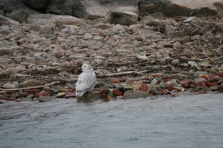 Snowy Owl harassed by Ring-billed gulls