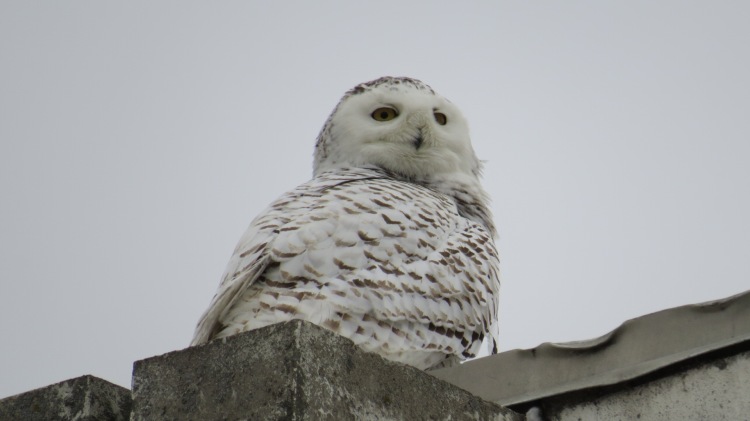Snowy Owl on roof