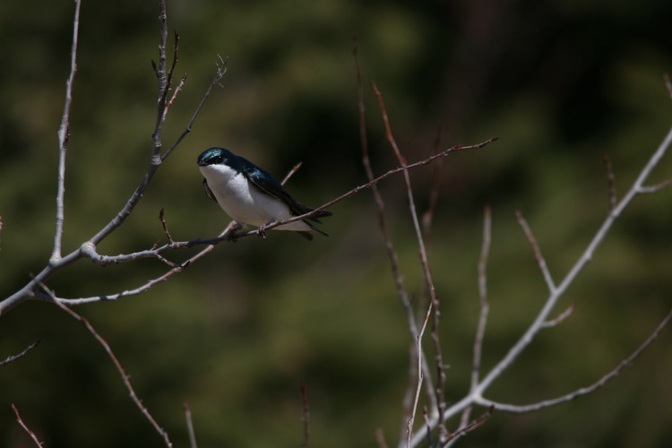 Tree Swallow on branch
