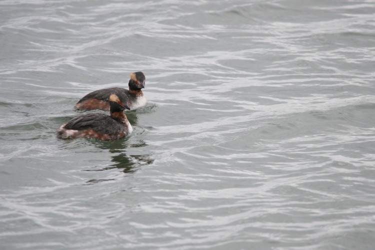 Two horned grebes