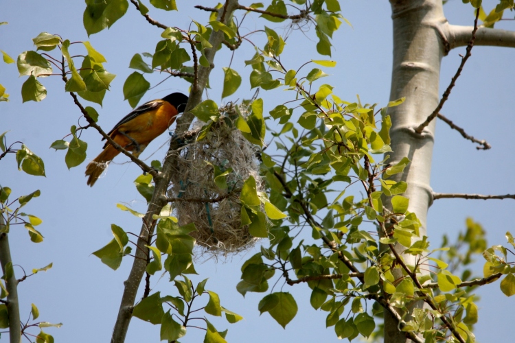 Baltimore Oriole attending to nest