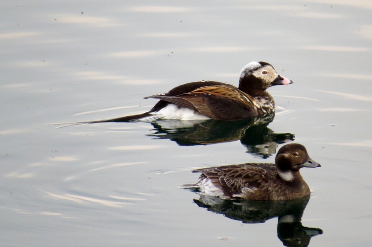 Male and female Long-tailed Ducks (summer plumage)