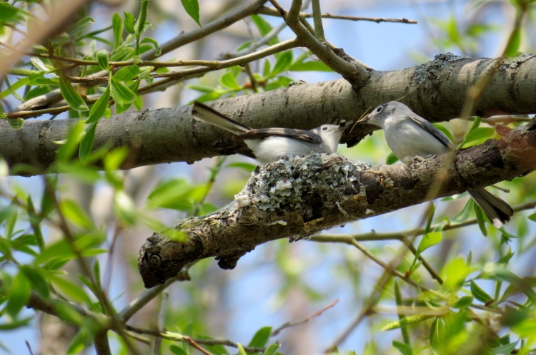 Nest building Blue-gray Gnatcatchers