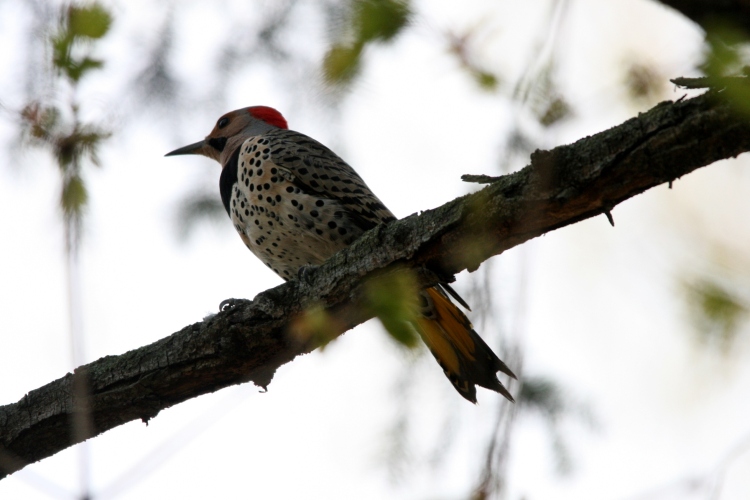 Northern Flicker (yellow shafted)