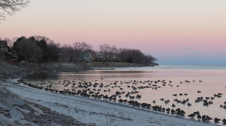Canada Geese arranging themselves along the shoreline for the night.