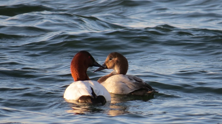 Canvasbacks (male on the left, female on the right)