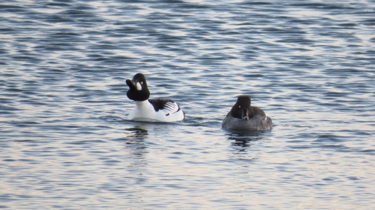 Male Common Goldeneye leading partner to the marina for the night.