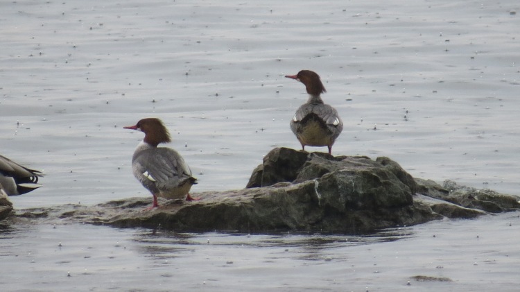 Female Common Mergansers looking for mates