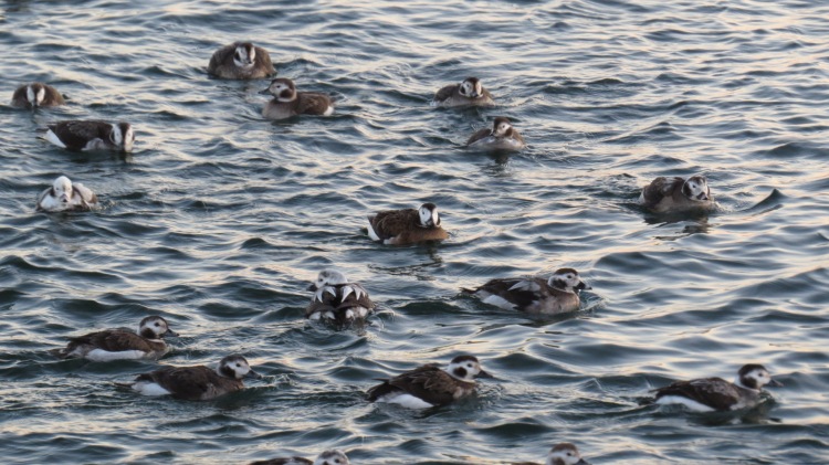 Long-tailed Ducks heading to the marina for the night.