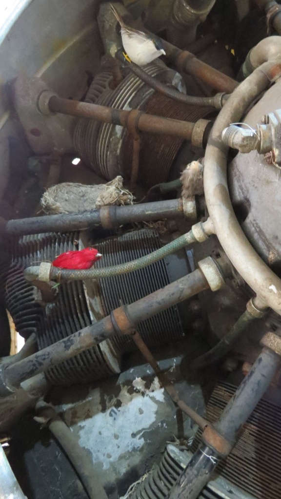 These birds made a home in an engine.